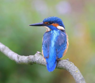 IJsvogel - Common Kingfisher