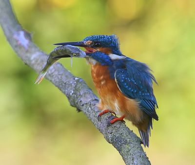 IJsvogel - Common Kingfisher