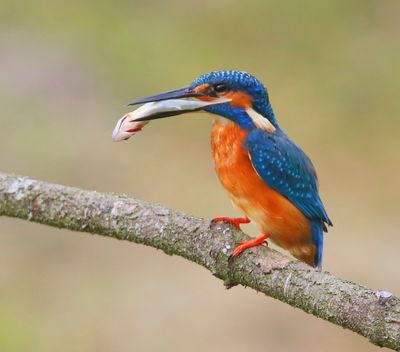 IJsvogel - Common Kingfisher
