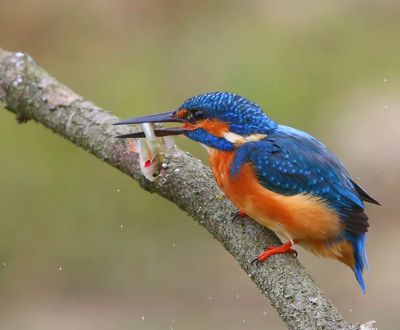 IJsvogel - Common Kingfisher