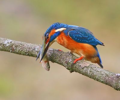 IJsvogel - Common Kingfisher