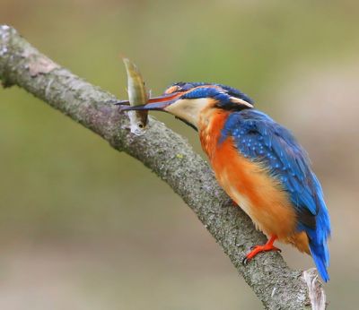 IJsvogel - Common Kingfisher
