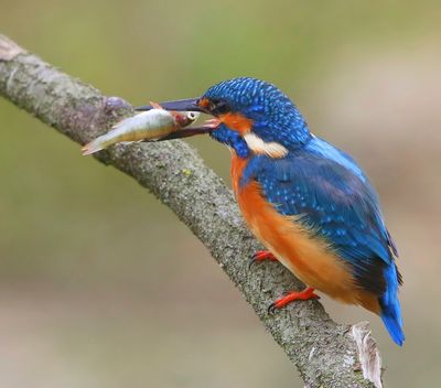 IJsvogel - Common Kingfisher