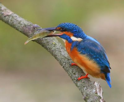 IJsvogel - Common Kingfisher
