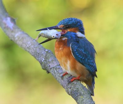 IJsvogel - Common Kingfisher