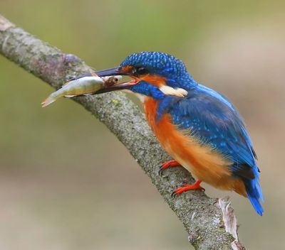 IJsvogel - Common Kingfisher