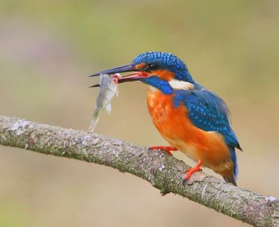 IJsvogel - Common Kingfisher