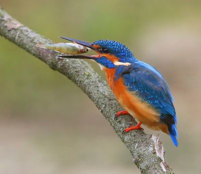 IJsvogel - Common Kingfisher