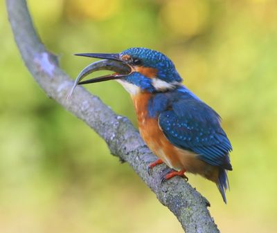 IJsvogel - Common Kingfisher