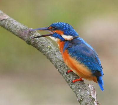IJsvogel - Common Kingfisher