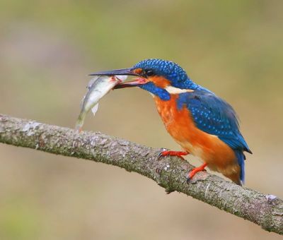 IJsvogel - Common Kingfisher