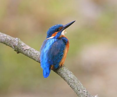 IJsvogel - Common Kingfisher