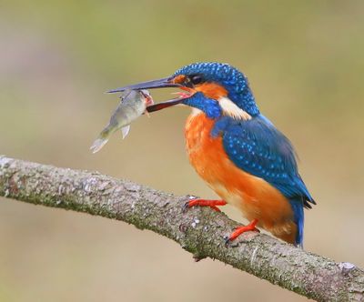 IJsvogel - Common Kingfisher