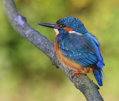 IJsvogel - Common Kingfisher