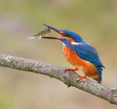 IJsvogel - Common Kingfisher