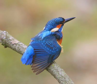 IJsvogel - Common Kingfisher