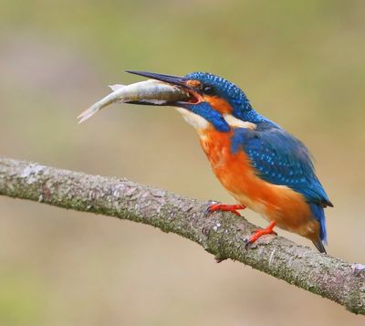 IJsvogel - Common Kingfisher