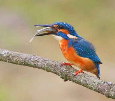 IJsvogel - Common Kingfisher