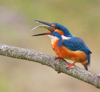 IJsvogel - Common Kingfisher