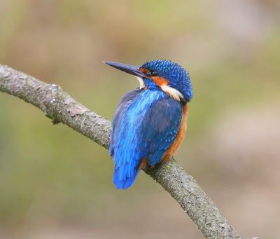 IJsvogel - Common Kingfisher