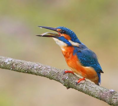 IJsvogel - Common Kingfisher