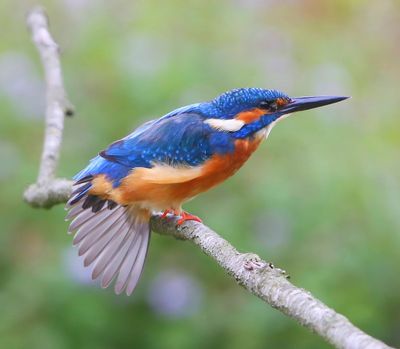 IJsvogel - Common Kingfisher