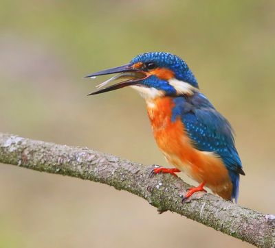 IJsvogel - Common Kingfisher