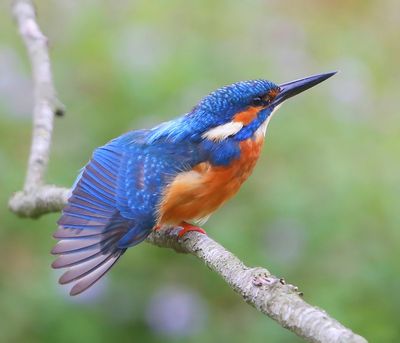 IJsvogel - Common Kingfisher