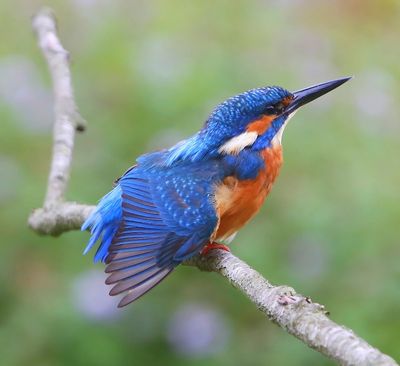 IJsvogel - Common Kingfisher