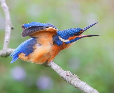 IJsvogel - Common Kingfisher