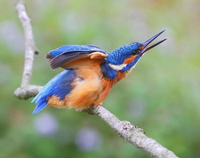 IJsvogel - Common Kingfisher