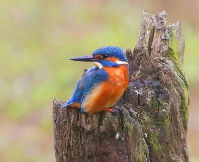 IJsvogel - Common Kingfisher