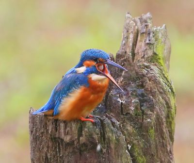 IJsvogel - Common Kingfisher