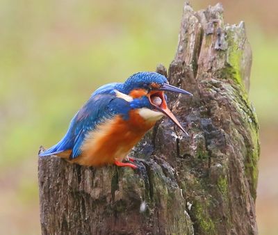 IJsvogel - Common Kingfisher