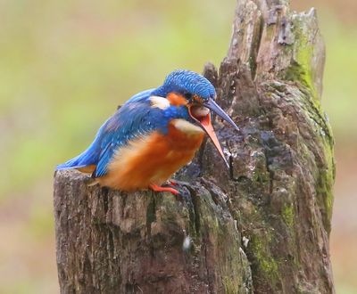 IJsvogel - Common Kingfisher