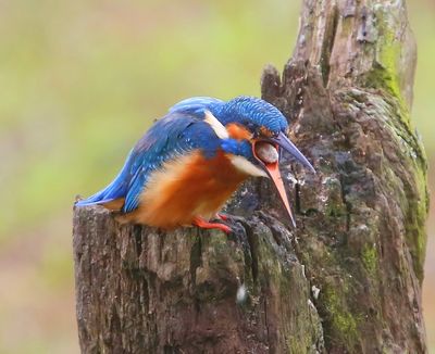 IJsvogel - Common Kingfisher