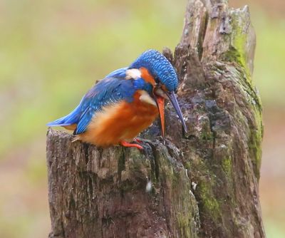 IJsvogel - Common Kingfisher