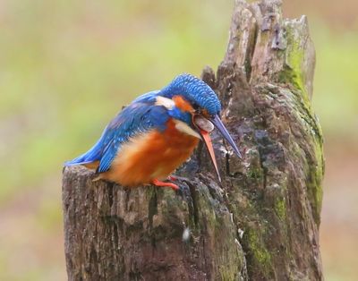 IJsvogel - Common Kingfisher