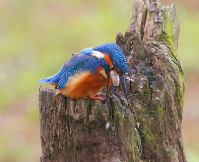 IJsvogel - Common Kingfisher