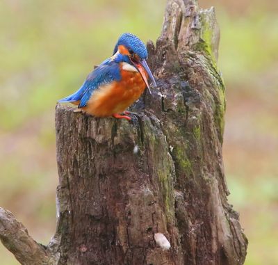 IJsvogel - Common Kingfisher