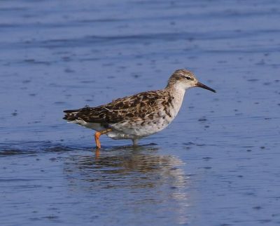 Kemphaan - Ruff