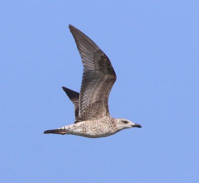 Geelpootmeeuw - Mediterranean Yellow-legged Gull