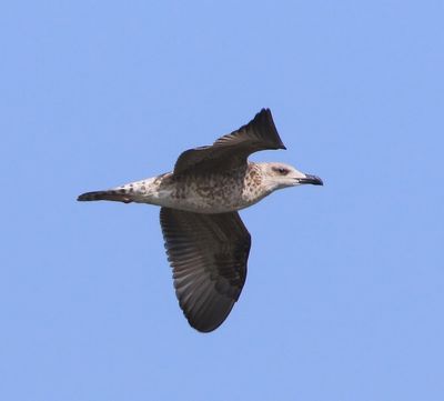 Geelpootmeeuw - Mediterranean Yellow-legged Gull