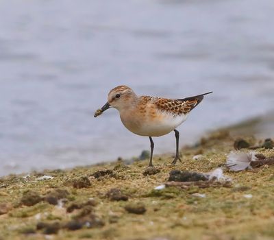 Kleine Strandloper - Little Stint