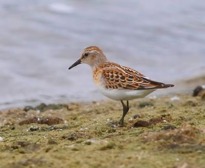 Kleine Strandloper - Little Stint