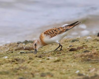 Kleine Strandloper - Little Stint