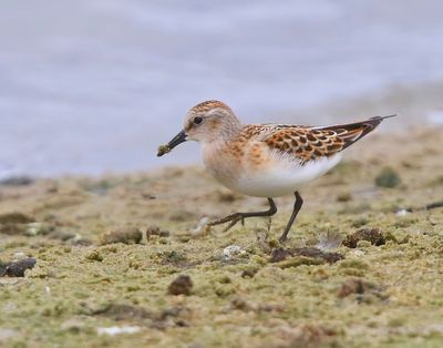 Kleine Strandloper - Little Stint