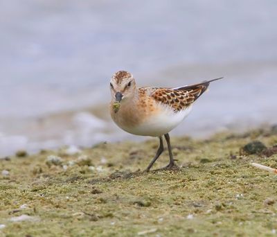 Kleine Strandloper - Little Stint