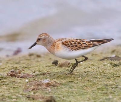 Kleine Strandloper - Little Stint
