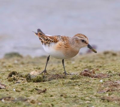 Kleine Strandloper - Little Stint